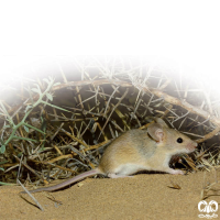 گونه موش خانگی House Mouse